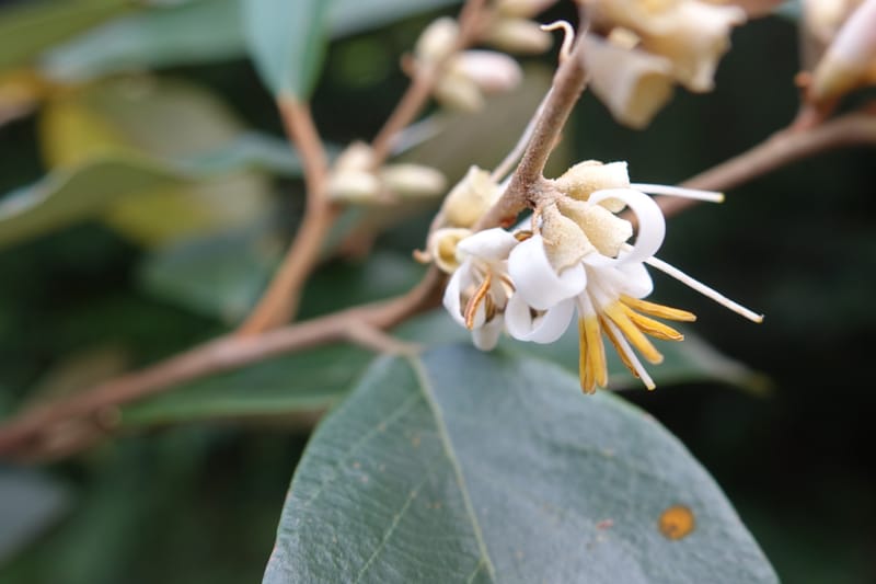 Styrax suberifolia, Chung Kuo-Fang 3354--Taiwan. Wulai Distr. Wulai village. Chia Jiao Liao. 19 May 2016.  (57).JPG