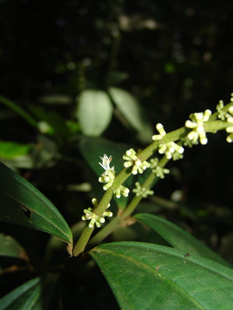 Miconia affinis, AAraujoM1253--Bolivia. Pq. Nac. Madidi. Chalalan. Send. Wabucuru. 30 Nov 04. 007.jpg