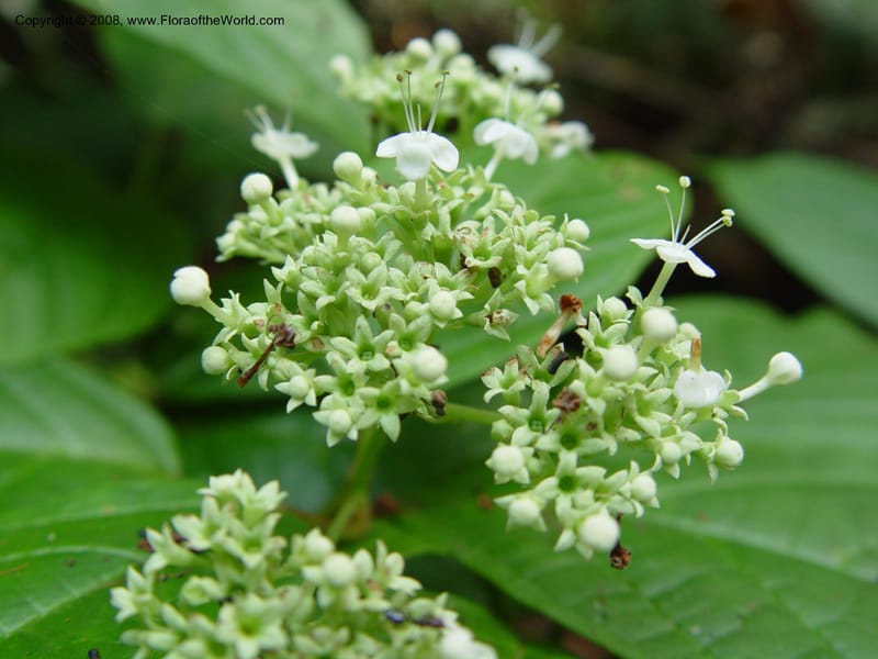 Clerodendrum--Cameroon. Bimbia Mangrove Nat. Trail. 8 Dec 03. 062.jpg
