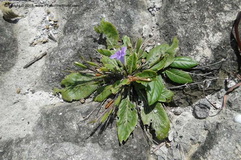 Ruellia hygrophila, W. D. Stevens 31292--Paraguay. Edo. Concepcion. Garay Cue. 21 Mar 2011. 147 (12).jpg