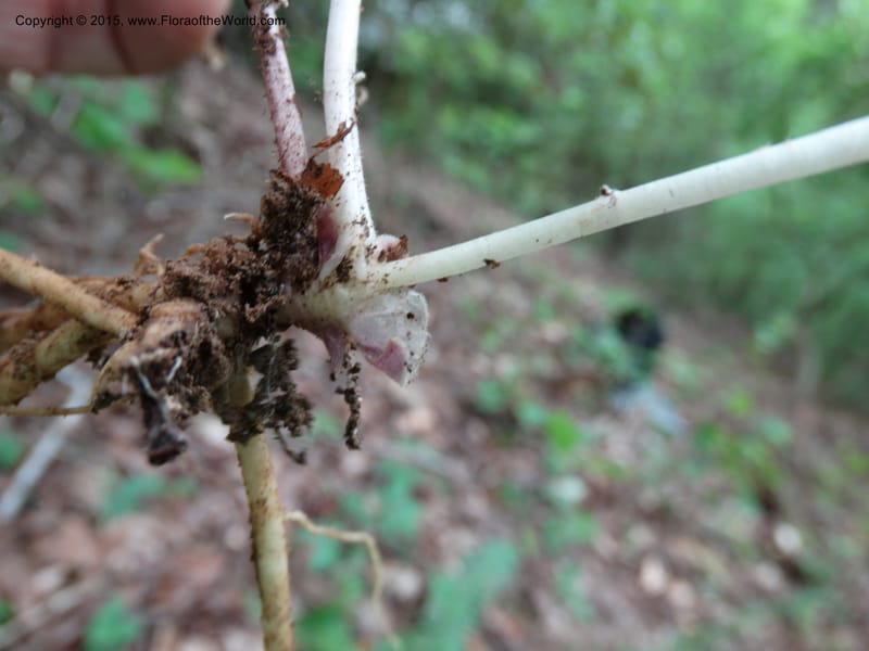 Asarum arifolium, Davidson, C 13035--Georgia. Stephens Co. Panther Cr. 18 May 2015.  (70).JPG