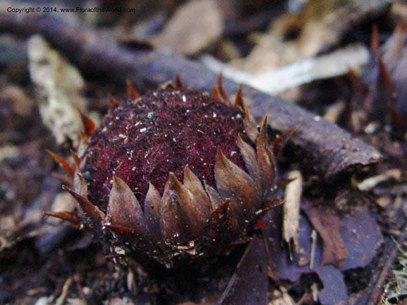 Thonningia sanguinea--Cameroon. Mt. Cameroon. 5 Dec 03. 084a (1).jpg