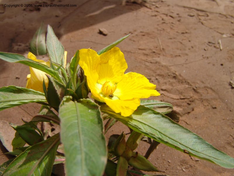 Ludwigia elegans, AAraujoM1540--Bolivia. P. Nac. Madidi. Chalalan. Margin Rio Tuichi. 25 Nov 04. 016.jpg