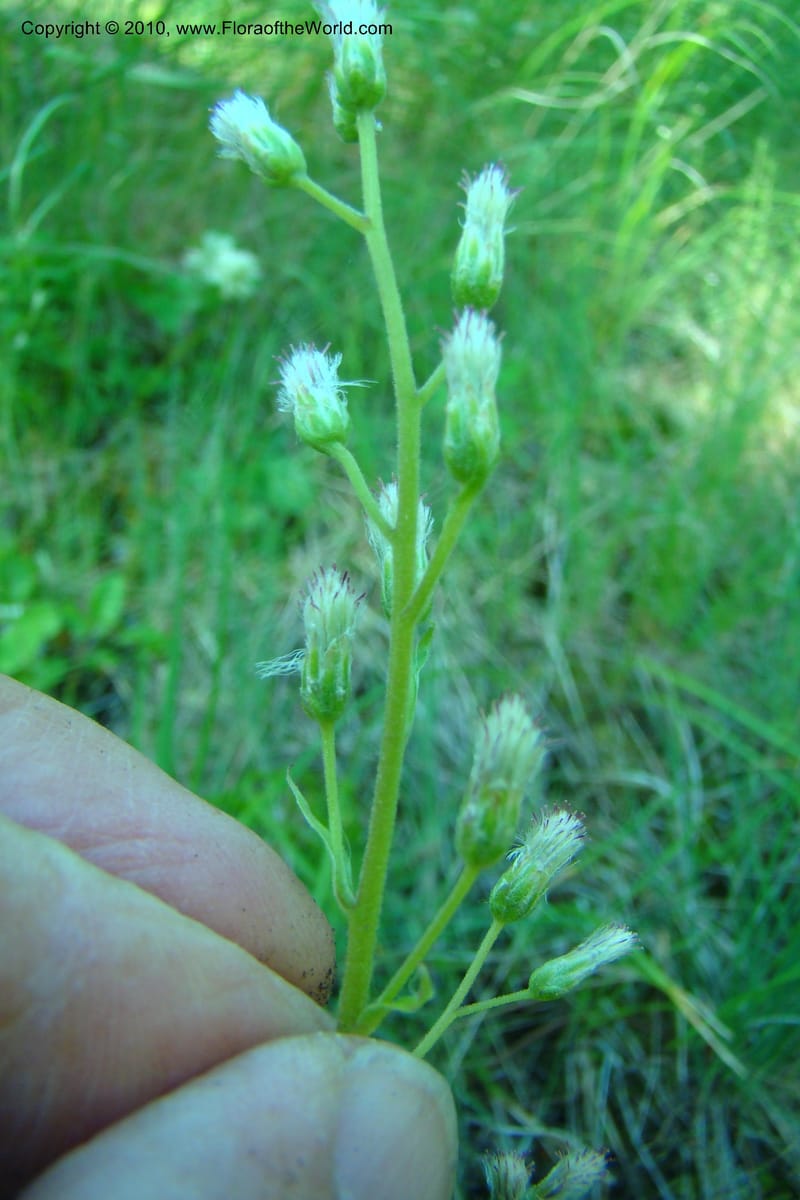 Antennaria racemosa, C. Davidson 11373--Idaho. Idaho Co. Salmon River. Polly Bemis Ranch. 27 May 2009. 101.jpg