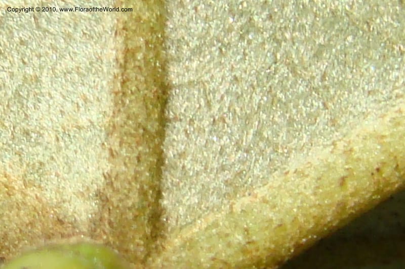 Stigmaphyllon sinuatum, Mori 27362A--French Guiana. RN 2, E of Regina and E of bridge. 3 Nov 09. 132.jpg