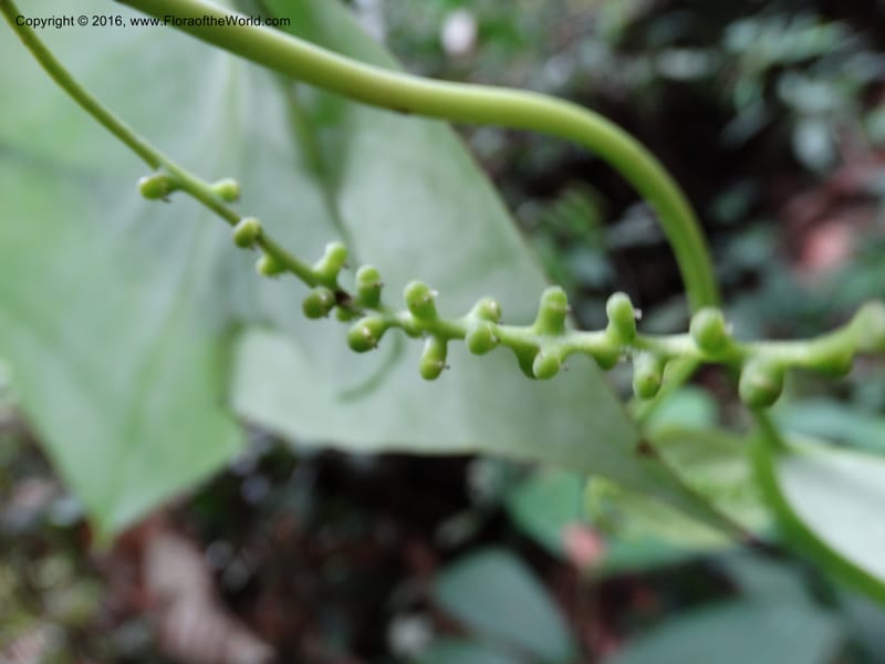 Piper, Davidson, C 12675--Sabah. Danum Valley. 4 Oct 2014. DSC01741 (231).JPG