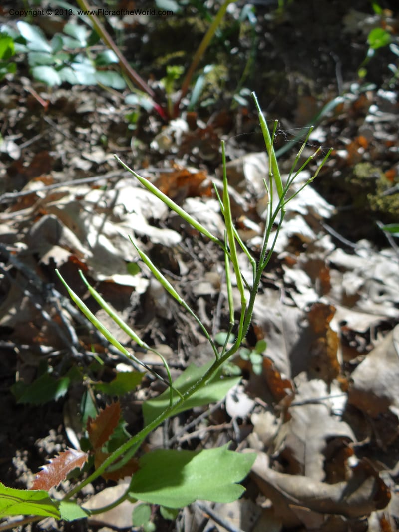 Cardamine californica, Davidson, C 12129--Calif. Nevada Co. 19 Apr 2013. DSC03167 (4).JPG