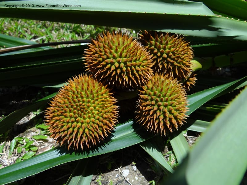 Cluster of spiny globose syncarps nestled among long, toothed leaves