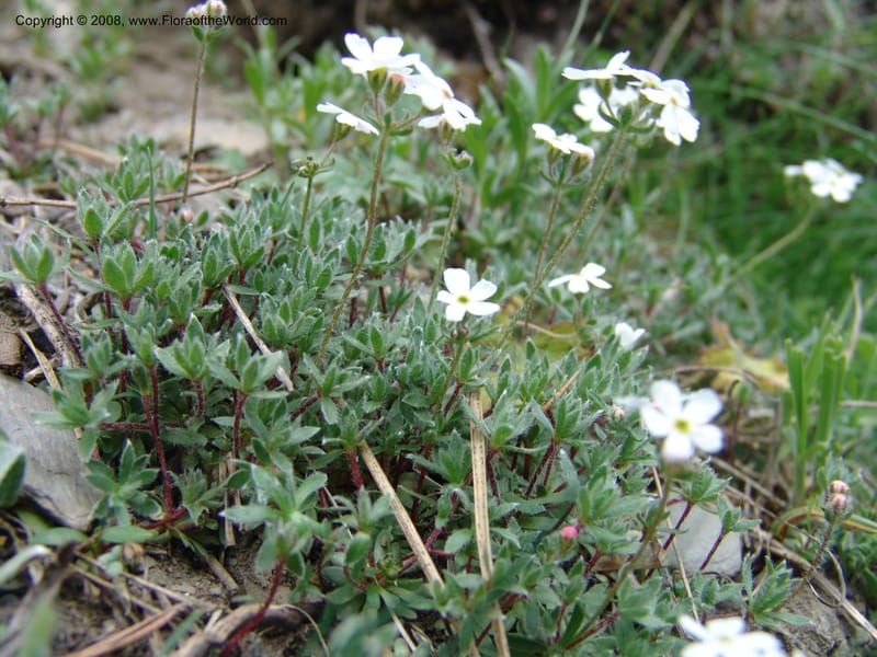 Androsace villosa--Georgia. Kazbeki . Trail-road to Sameba Church. 2 Jun 05. 156.jpg