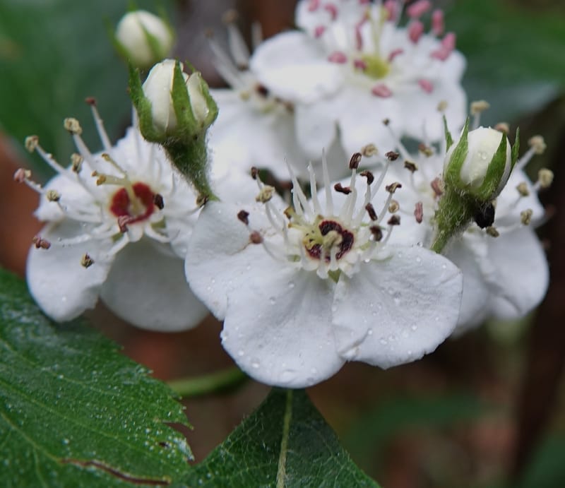 Crataegus mexicana, Gomez-Dominguez, H 3764--Mexico. Chiapas. Las Ollas between San Cristobal and Tenejapa. 16 Mar 2017. (25).JPG