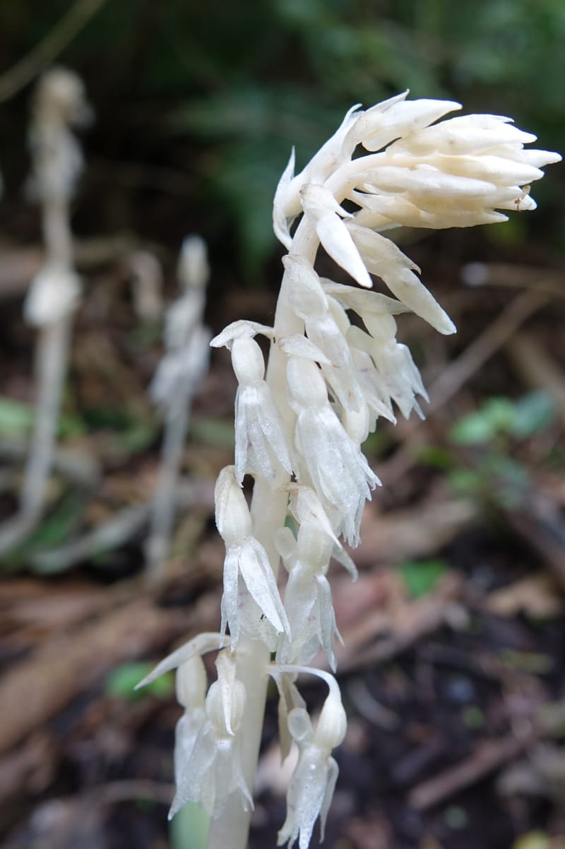 Epipogium roseum, Chung Kuo-Fang 3342--Taiwan. YangMing Shan Nat. Park. 18 May 2016. DSC02685 (207).JPG