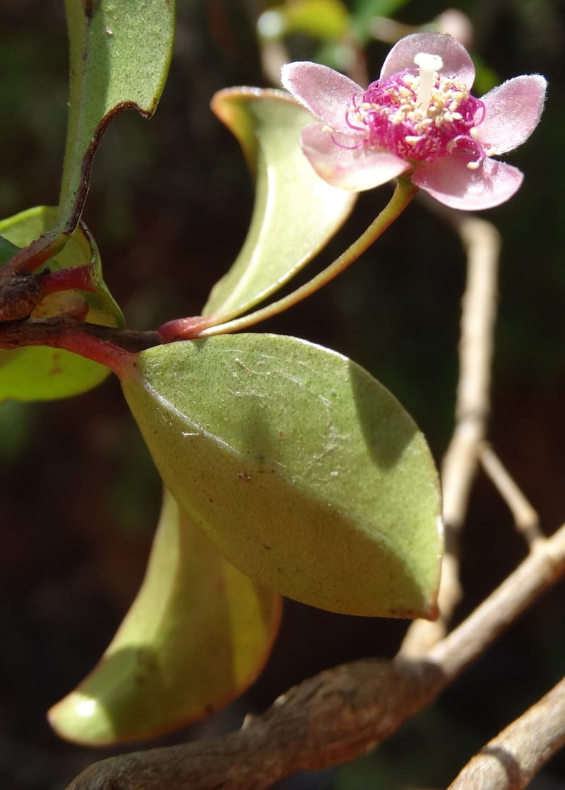 Archirhodomyrtus, Callmander, M 1272--New Caledonia. PinPin. 20 Nov 2015. DSC03938 (237).JPG