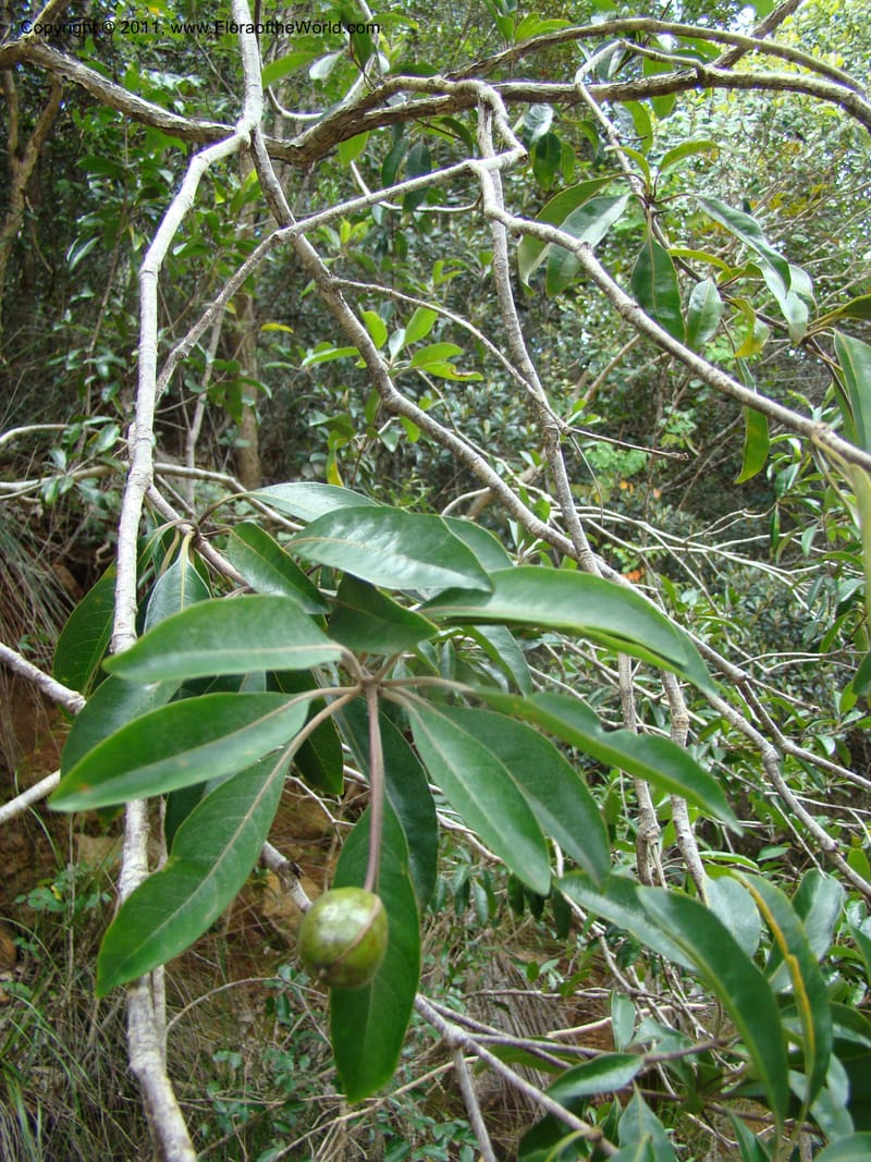 Pittosporum gracile, Gemmill, C 601--New Caledonia, Province du Sud, Dumbea barrage,  11 Nov 2007 344 (4).jpg