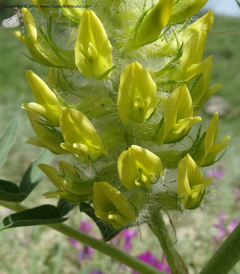 Astragalus trichocalyx, Davidson, C 12434--Georgia (Caucasus). Rustavi Village. 5 Jun 2014. DSC07073 (230).JPG
