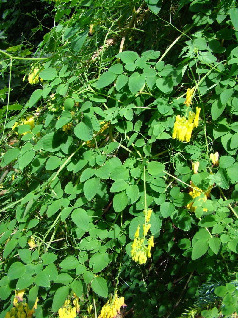 Dicentra scandens--Canada. BC. Univ. BC Bot. Garden. 27 Jul 08. 429.jpg