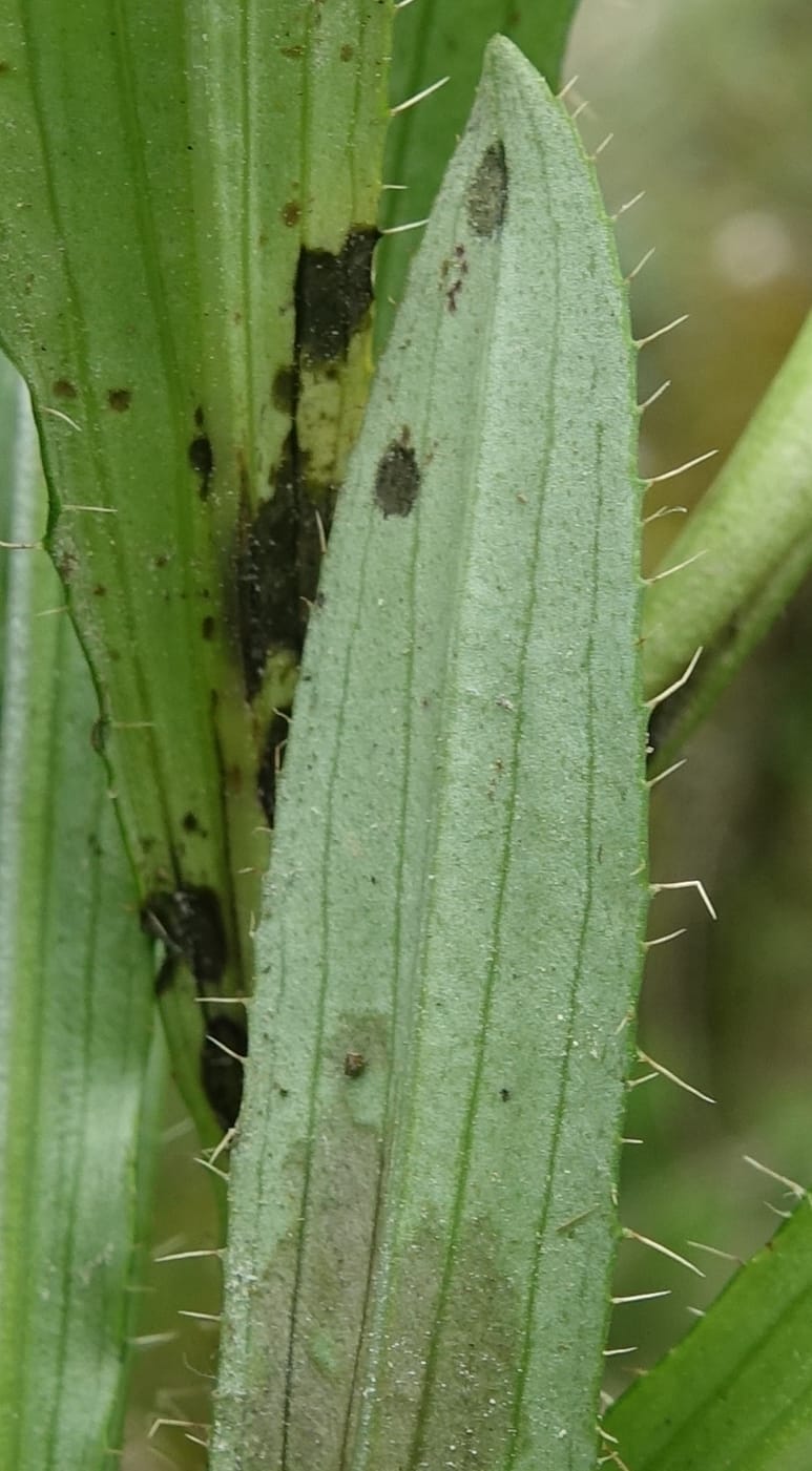Acanthocalyx delavayi, C. Davidson 13737--China. Yunnan. Zhongdian Xian. 9 Aug 2017. DSC03874 (339).JPG