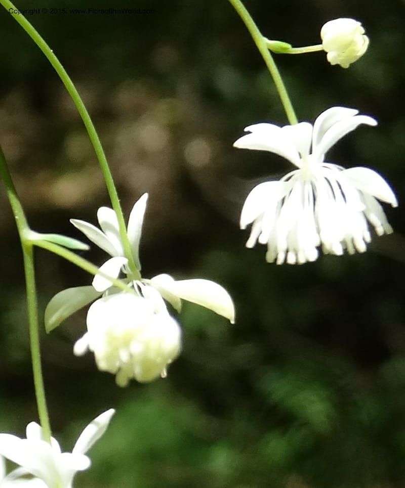 Thalictrum clavatum, Davidson, C 12989--North Carolina. Clay Co. Perry Gap Rd, Barnard's Cr. 13 May 2015. DSC04860 (284).JPG