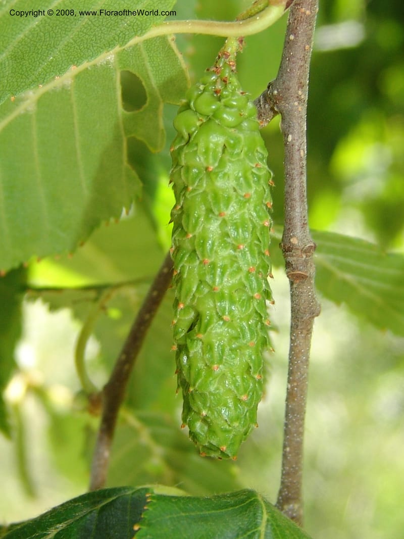 Betula utilis, 92.358--CA. Quarryhill Bot. Garden, Glen Ellen. 1 Jun 07. 093.jpg
