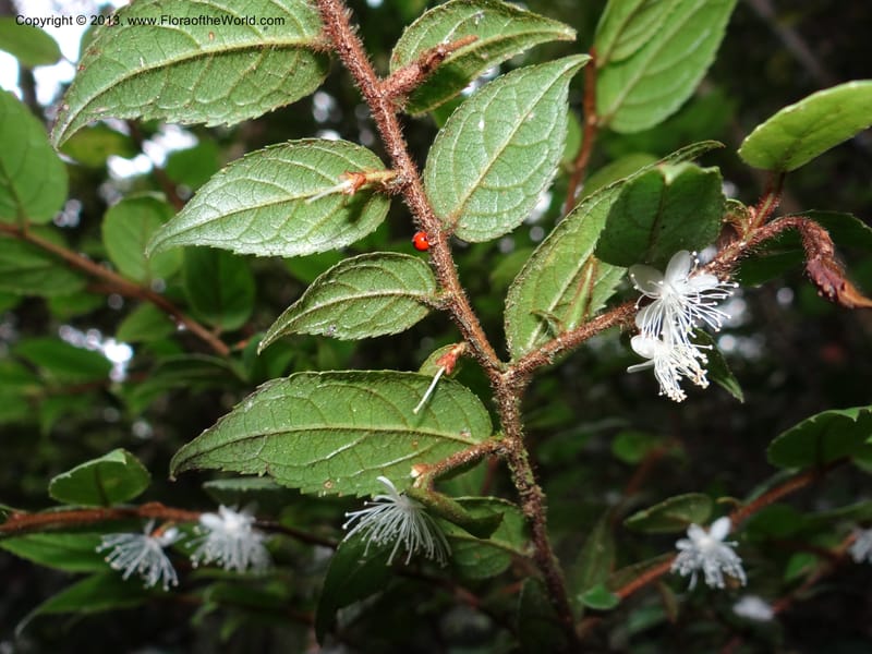 Symplocos, SAN.153214--Malaysia, Sabah. Mt. Kinabalu. 5 Apr 2012. DSC06767 (239).JPG