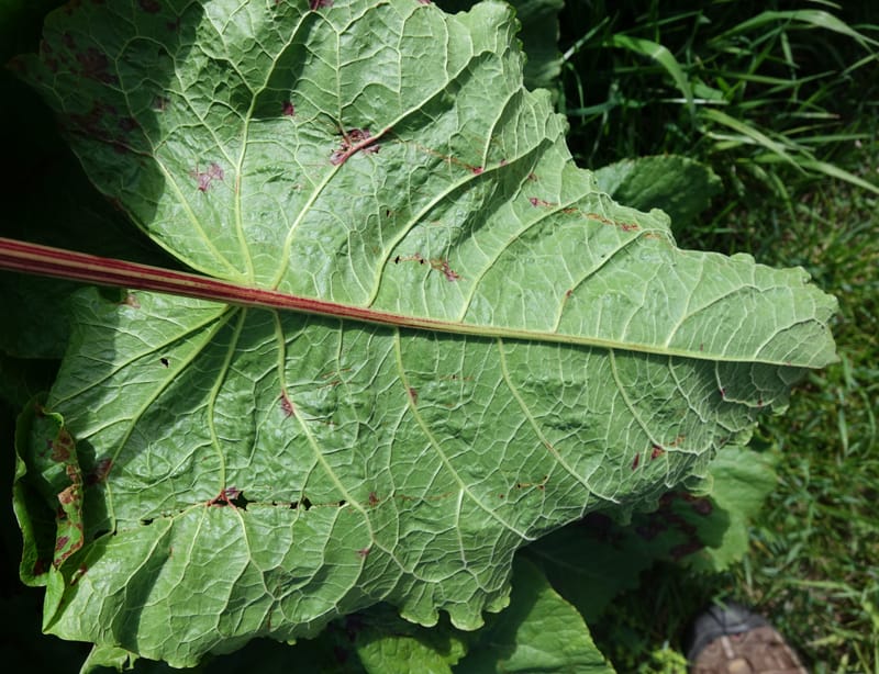 Rumex alpestre, Not collected--Switzerland. Sass Almagell. Lac Mattmark. 3 Jul 2016. DSC08449 (515).JPG