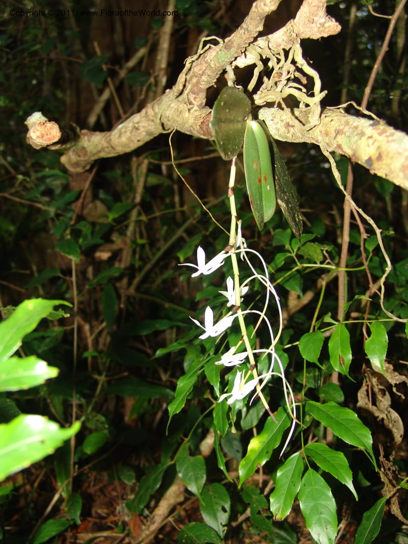 Aeranthes, ROR1596--Madag. Parc Nat. Montagne d'Ambre. 11 Nov 06. 312 (5).jpg