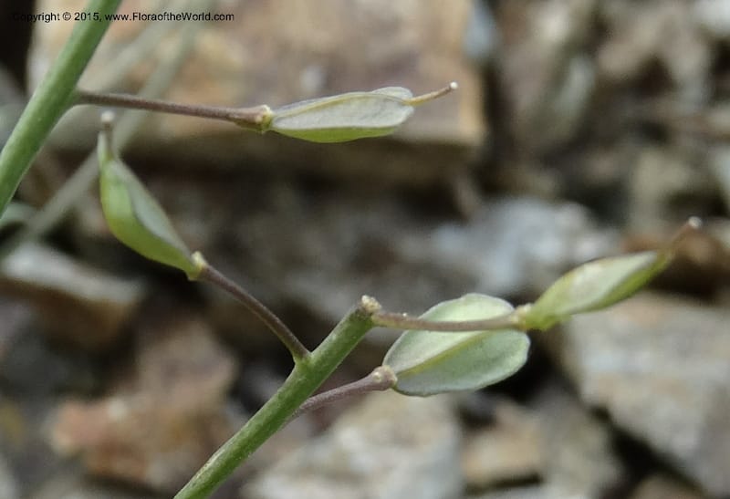 Noccaea fendleri, Davidson, C 12589--ID. Idaho Co. Seven Devils Camp Ground. 15 Jul 2014. DSC00113 (65).JPG