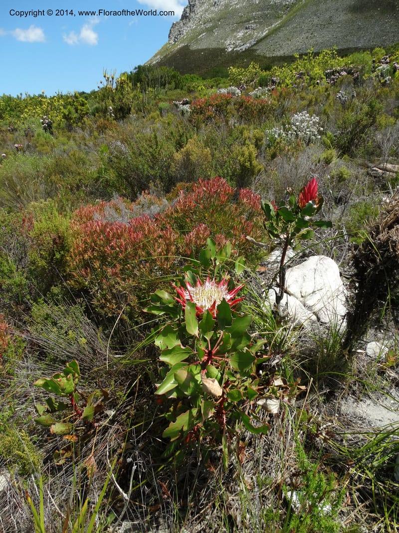 Protea cynaroides, Davidson, C 12315--South Africa. Western Cape. E. side, Fernkloof. 24 Jan 2014. DSC01799 (143).JPG