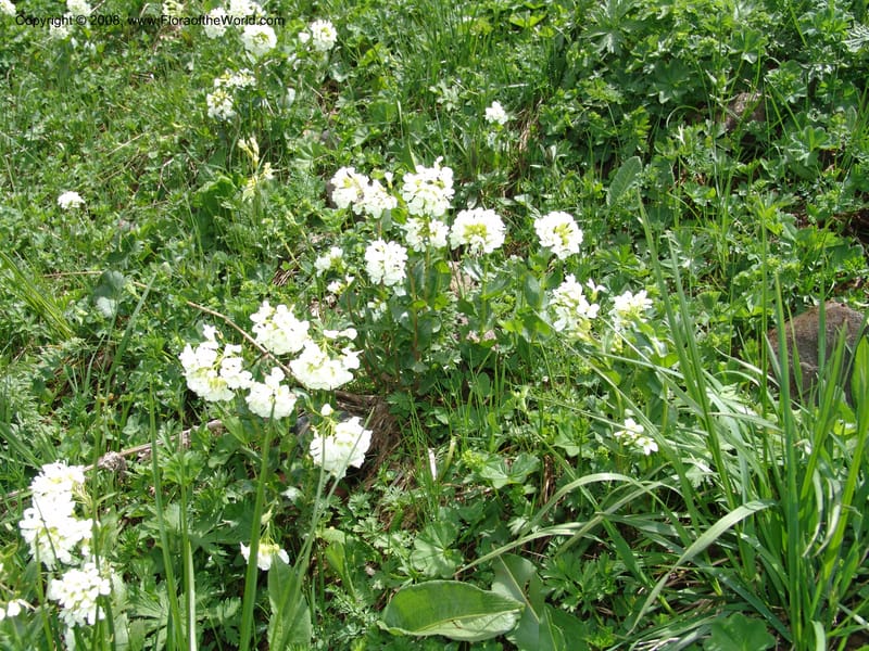 Arabis brachycarpa--Georgia. Vic. of Tskhrats'karo Pass. 7 Jun 05. 211.jpg