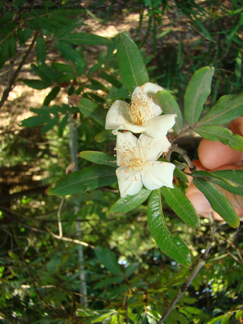 Eucryphia moorei--Australia. Royal Botanic Garden, Melbourne. 19-20 Mch 08. 075.jpg