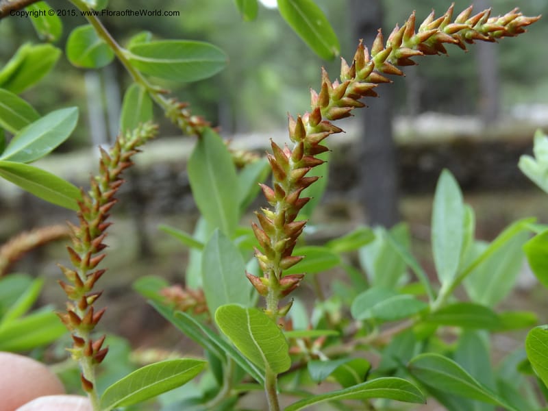 Salix, Boufford, D 43733--China. Sichuan. XinZhaZi Gou. 14 May 2014. DSC06426 (121).JPG