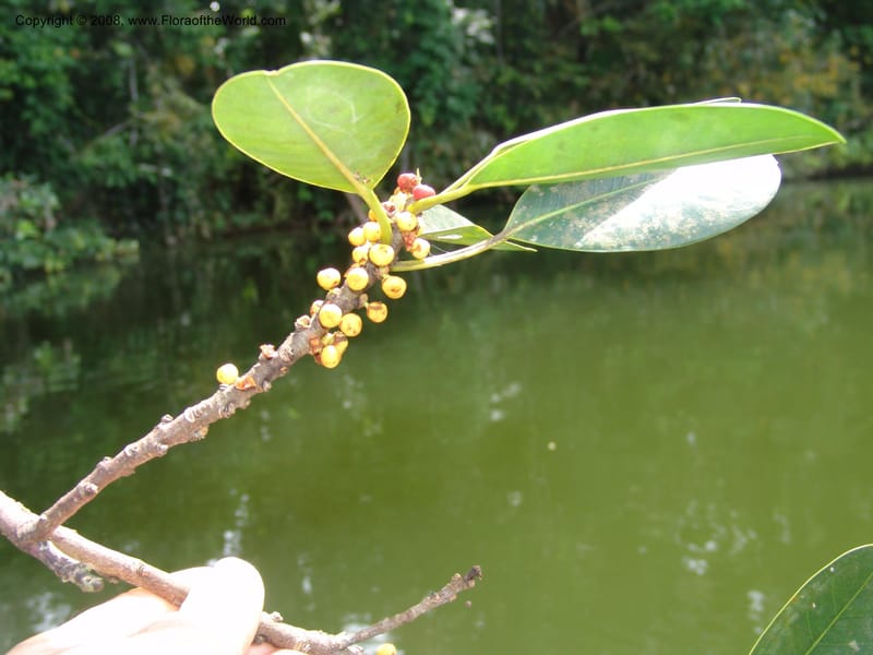 Ficus guianensis, AAraujo-M.1571--Bolivia. Pq. Nac. Madidi. Laguna Chalalan. 26 Nov 04. 234.jpg
