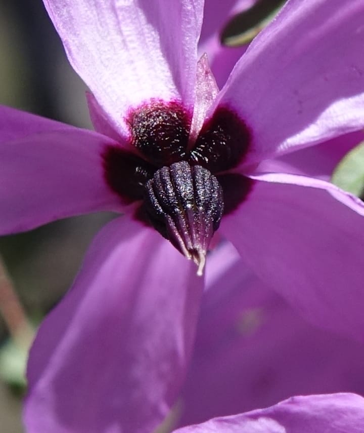 Tetratheca hirsuta subsp. viminea, Davidson, C 13375--Australia. W.A. Koondoola Bushland. 22 Oct 2016. DSC03457 (162).JPG