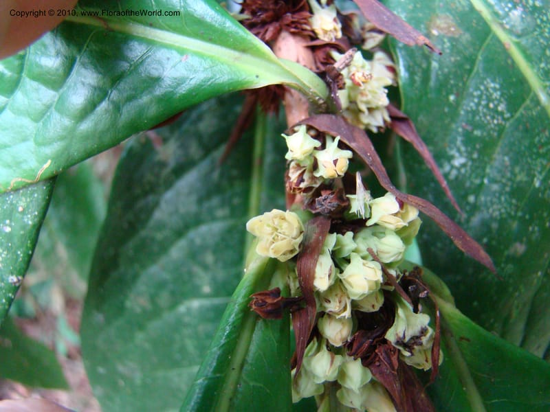Erythroxylum macrophyllum, B. Hammel 24675--Costa Rica. Prov. Limon. Selva Bananito Lodge. 12 Apr 08. 009 (17).jpg