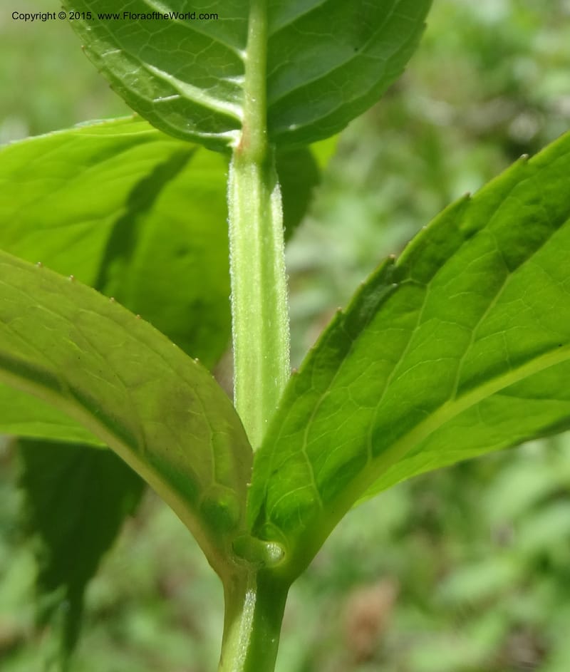 Diervilla sessilifolia, Davidson, C 13068--North Carolina. Haywood Co. NC 215 north of BRP. 21 May 2015. DSC07039 (13).JPG