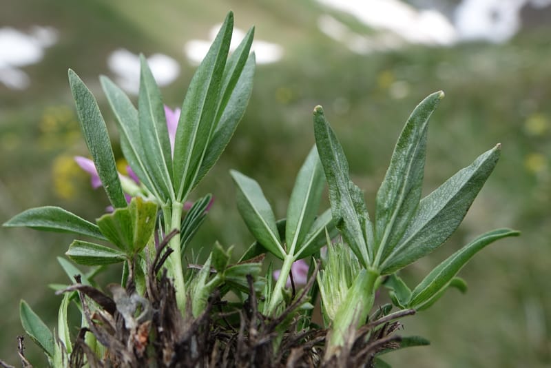Trifolium alpinum, Davidson, C 13240--Switzerland. Furkapass. 1 Jul 2016. DSC06826 (603).JPG