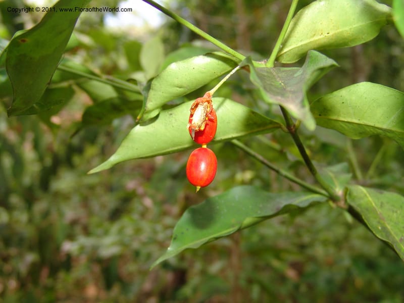 Petchia, ZRogers1180--Madag. Antsir. Nosy Be. Lokobe Forest. 15 Nov 06. 195 (2).jpg