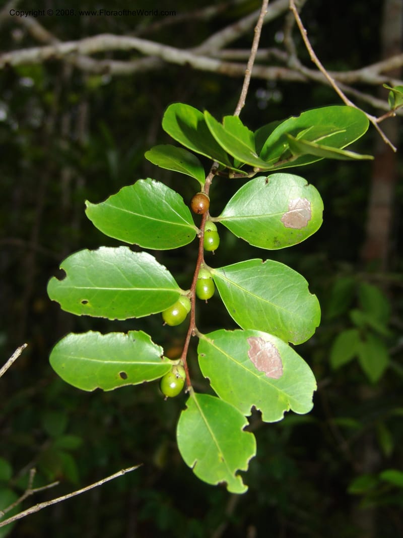 Diospyros, R.Ranaivojaona1382--Madag. Prov. Toliara. Mandena Centr. Res. Ecol. 18 Jan 06. 192.jpg