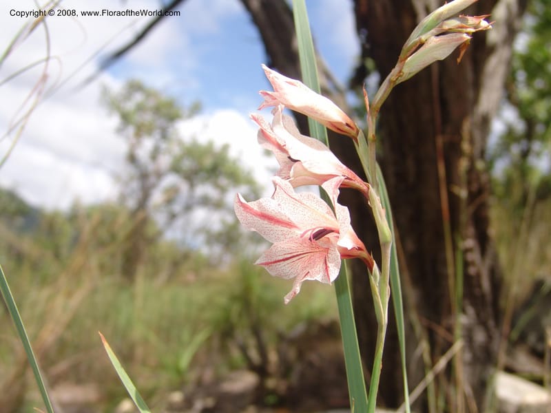 Gladiolus hollandii--So. Africa. Mpumalanga. Karino. Whyte Thorne Garden. 19 Mch 05. 279.jpg