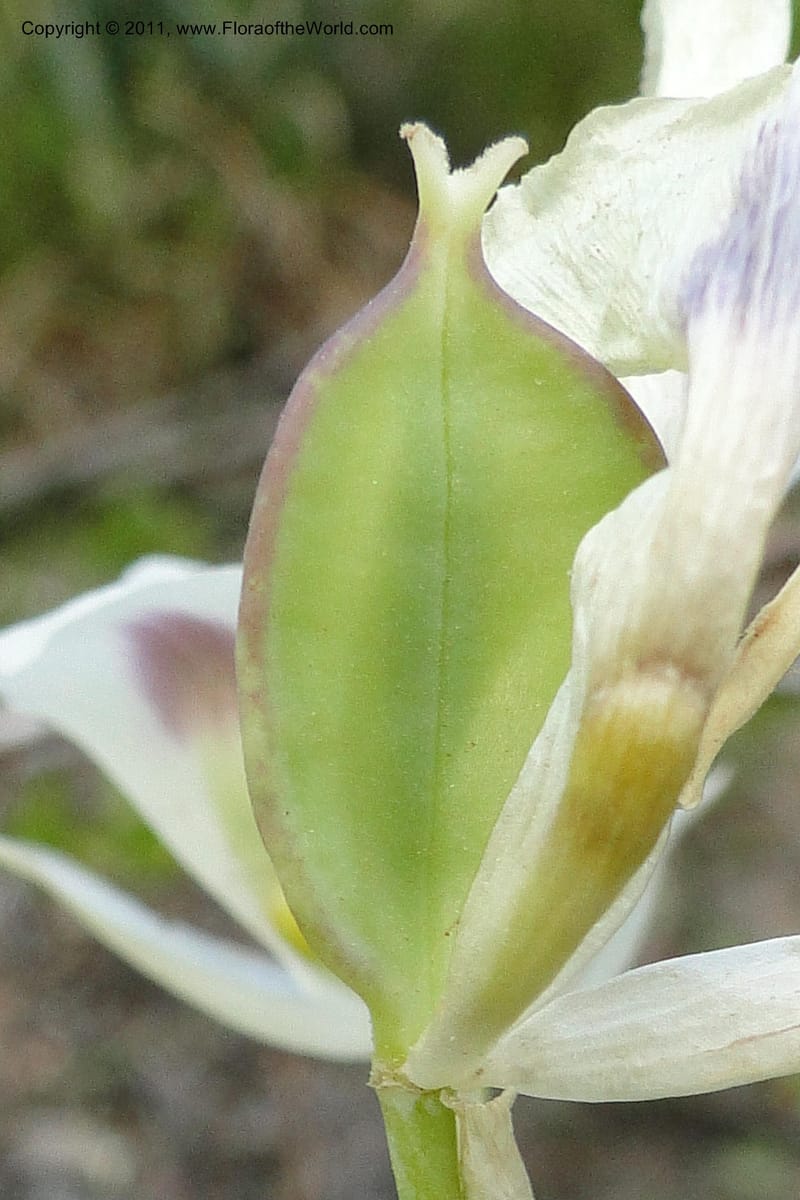 Calochortus eurycarpus, Davidson, C 11905--ID. Valley Co. Lick Creek Rd. 13 Aug 2011. 098 (13).jpg