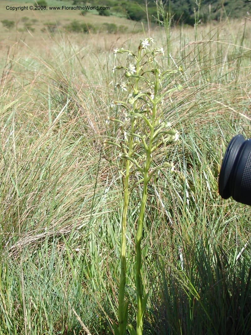 Habenaria falciformis--So.Africa. E. Cape. Waringham Farm, Quanti Area, Stut. 8 Mch 05. 076.jpg