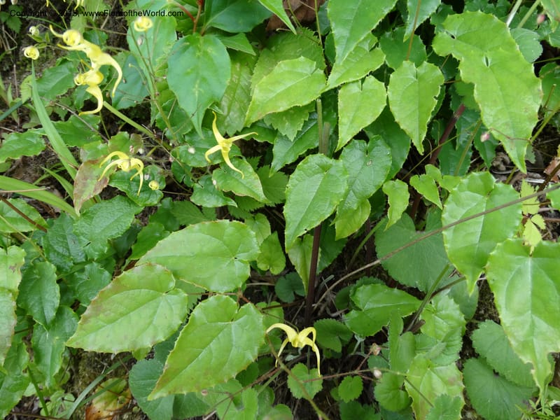Epimedium, Boufford, D 43586--China. Sichuan. Tudiling Tunnel. 6 May 2014. DSC03860 (207).JPG
