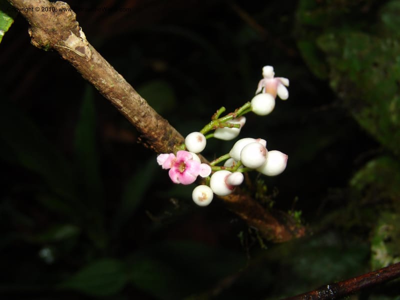Schlegelia, Croat 96390--Ecuador. Prov. Pichincha. Pacto-Pto. Quito Rd.. 25 Mar 06. 465 (3).jpg