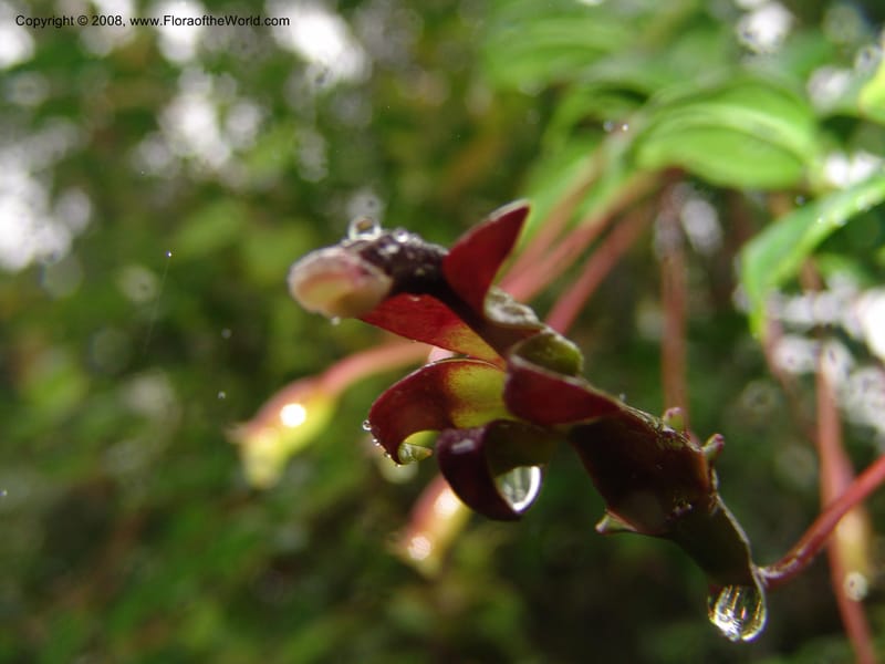 Burmeistera sodiroi, Croat-not coll.--Ecuador. Prov. Pichincha. Reserva Bellavista. 9 Feb 05. 102.jpg