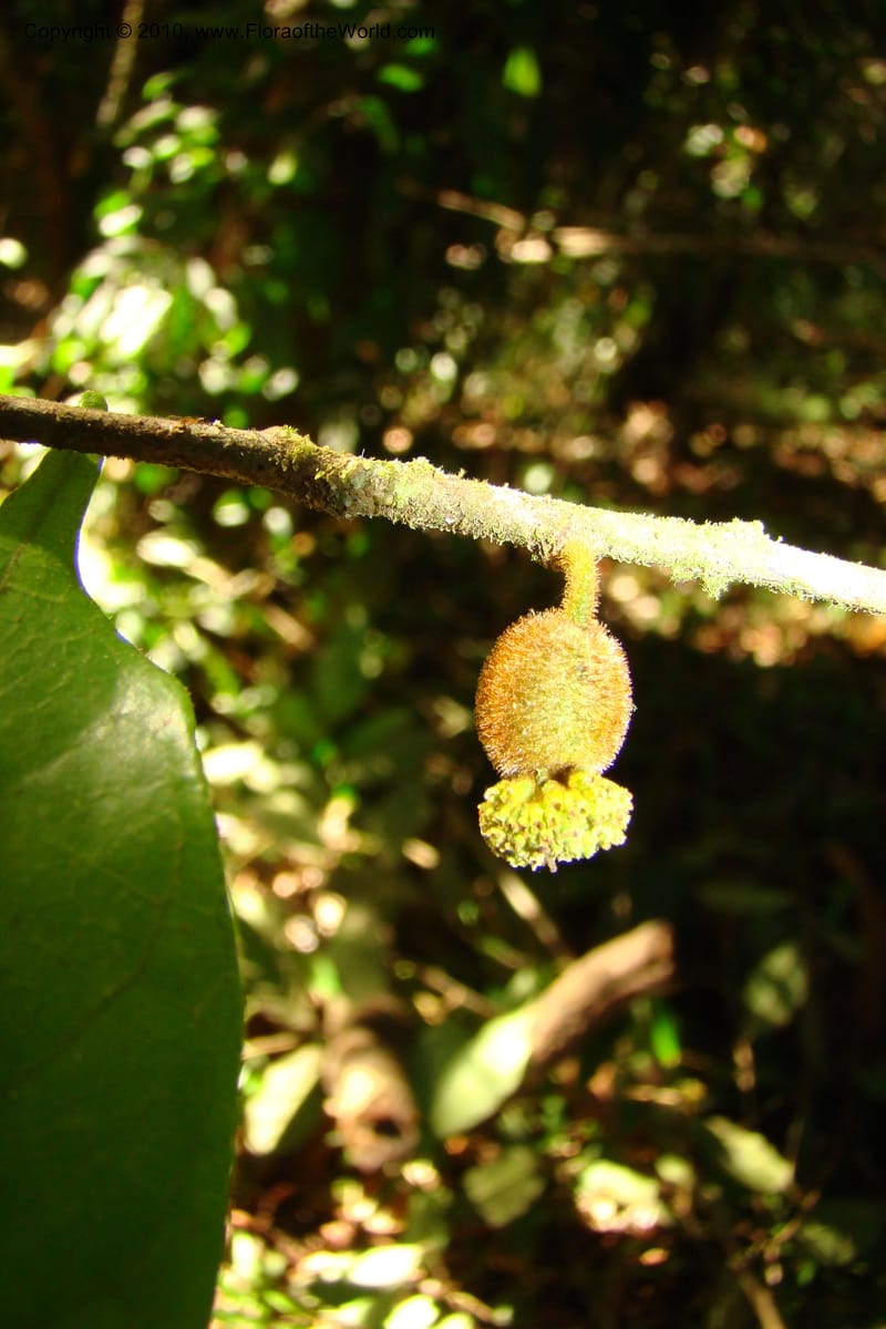 Trymatococcus, Vasquez 34817--Peru. Loreto. Dist. Nauta. Miraflores, Rio Tigre. 10 Nov 08. 850 (14).jpg