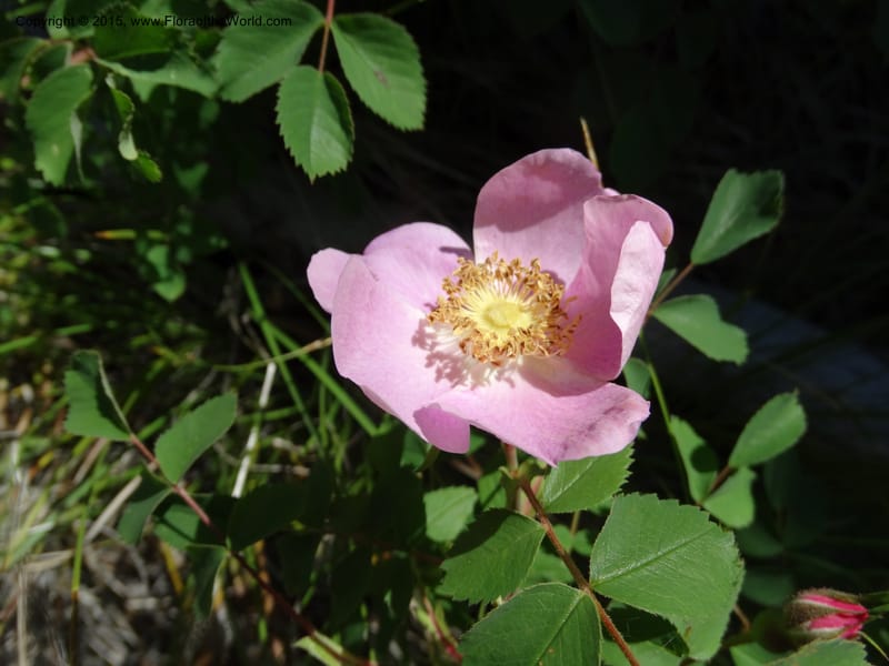 Rosa nutkana, Davidson, C 12515--Idaho. Valley Co. Payette Lake, Sylvan Beach. 18 Jun 2014. DSC09162 (5).JPG