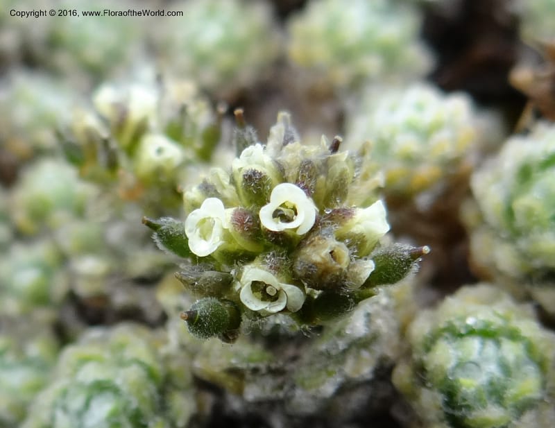 Draba, Ulloa, C 2414--Ecuador. Pichincha. Nevado Cayambe. 6 Oct 2012. DSC07236 (118).JPG