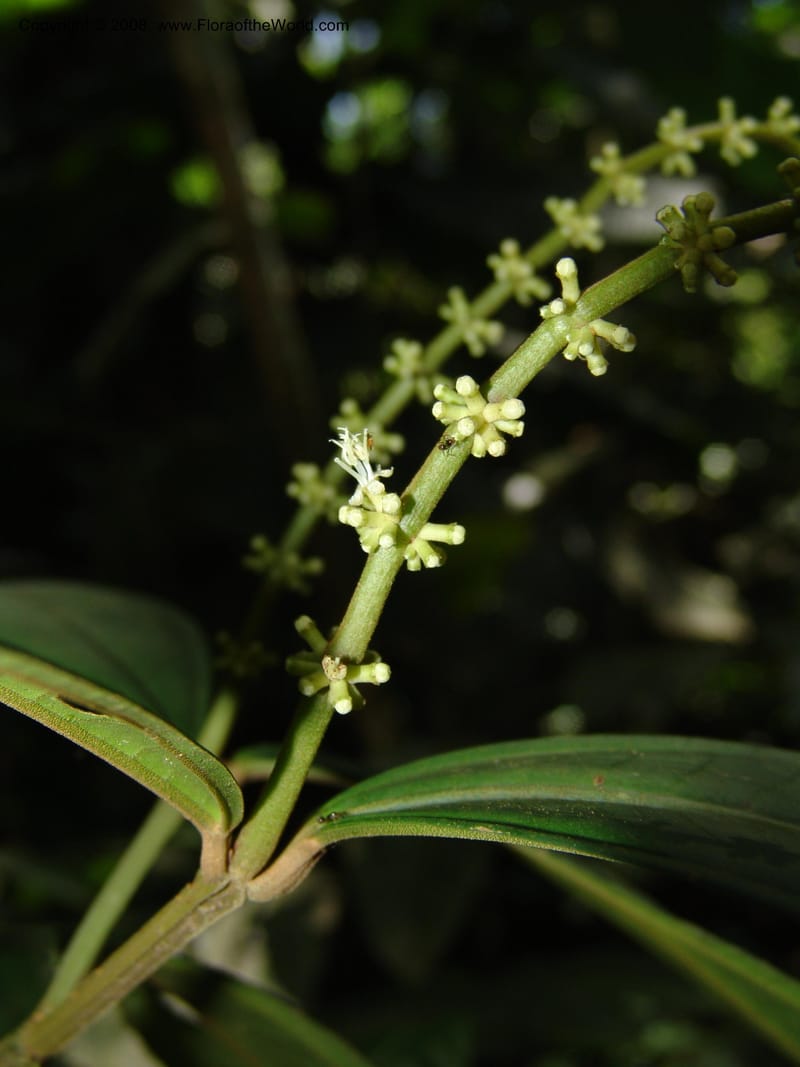 Miconia affinis, AAraujoM1253--Bolivia. Pq. Nac. Madidi. Chalalan. Send. Wabucuru. 30 Nov 04. 001.jpg
