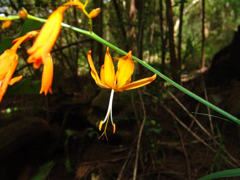 Crocosmia aurea--So.Africa. KZN. Midl. Meand. Granny Mouse. 13 Mch 05. 107.jpg