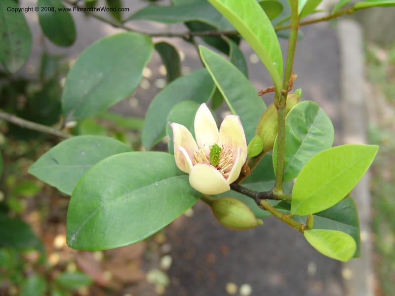 Michelia figo, 070883602--China. Hubei. Wuhan Botanical Garden. 20 Apr 07. 060.jpg