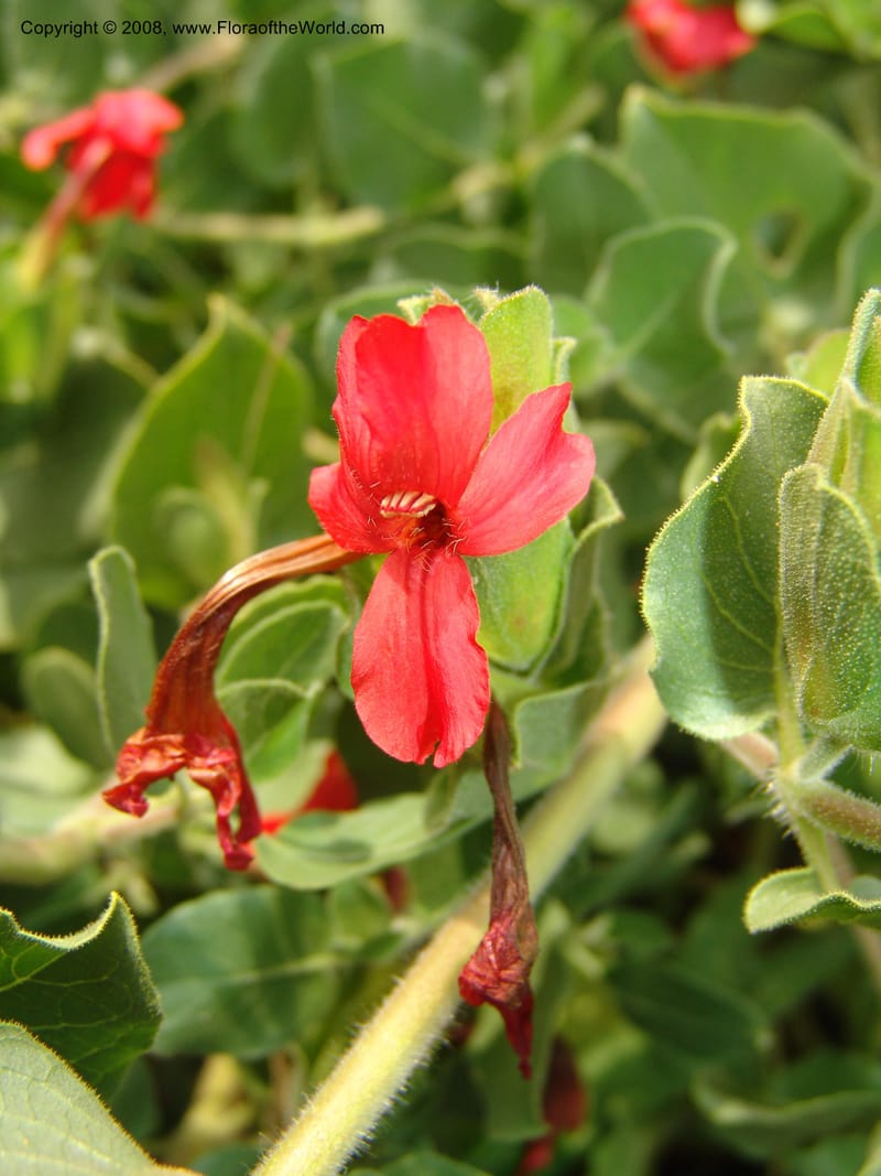 Petalidium bracteatum--So. Africa. Lowveld Nat. Bot. Gard. 14 Mch 05. 267.jpg
